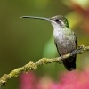 Kolibrik - Eugenes spectabilis - Talamanca Hummingbird o0658